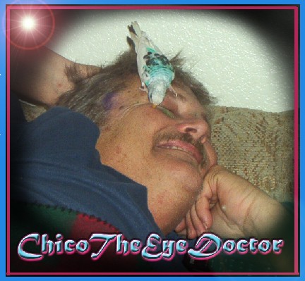Chico The Eye Doctor Budgie!