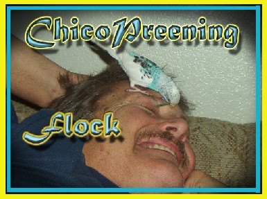 Chico Preening Master!