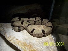 Male Klauberi