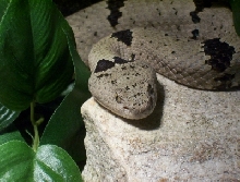 Male klauberi
