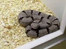 Magdalena Mountains Klauberi (Female)