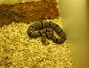 Male Black Range klauberi (juvenile, DOB 4/14/04)
