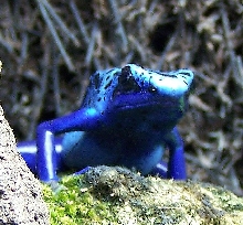 azureus9