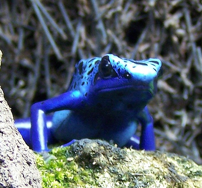 azureus9