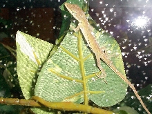 Pet Store Anole - Starved!