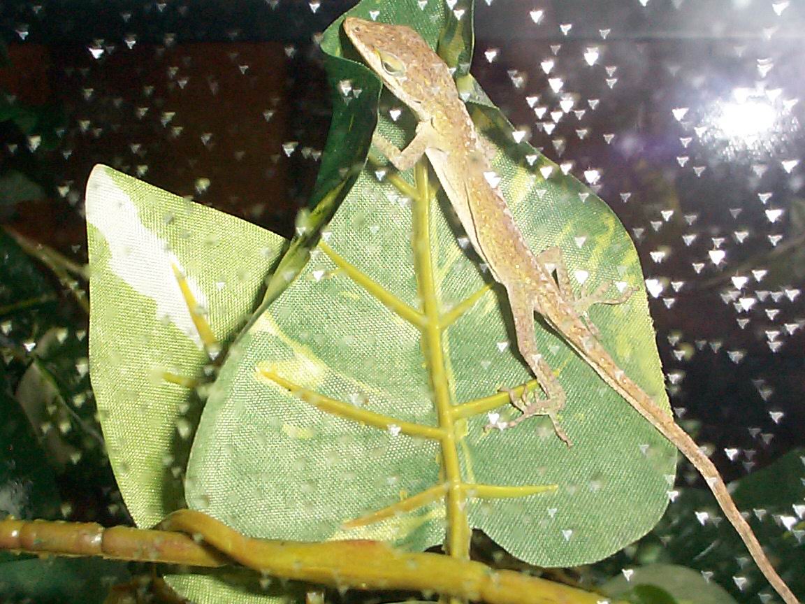 Pet Store Anole - Starved!