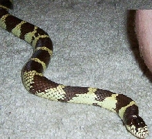 Houdini