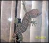 tokay gecko