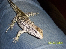 Monty