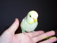 Budgie