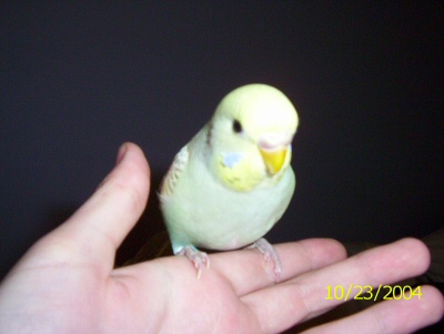 Budgie