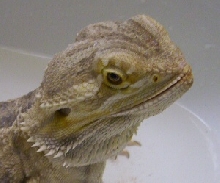 Beardie Head Shot