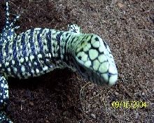 My Tegu
