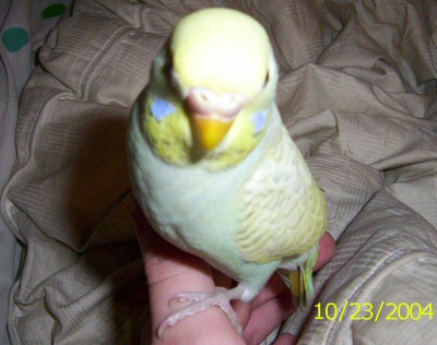 Budgie