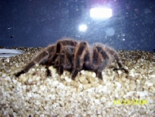 Rose Hair Tarantula