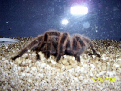 Rose Hair Tarantula