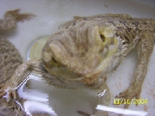 Rex the Beardie