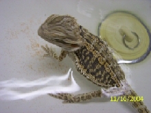 Baby Beardie