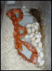 Cornsnake laying eggs