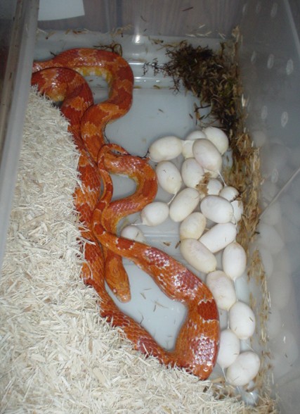 Cornsnake laying eggs