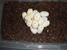 Cornsnake eggs
