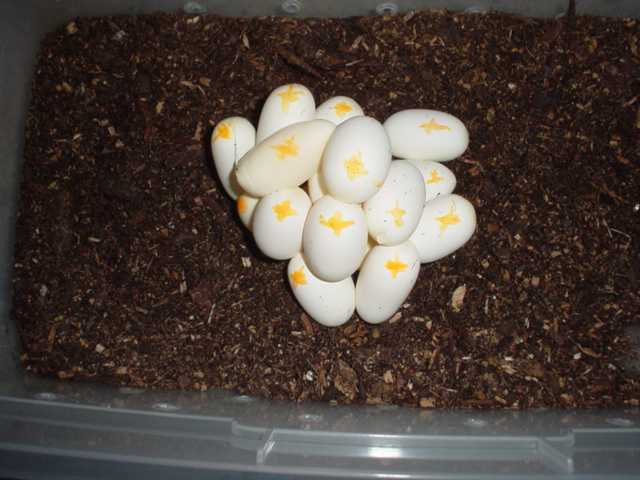 Cornsnake eggs