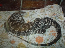 Argentine B&W Tegu