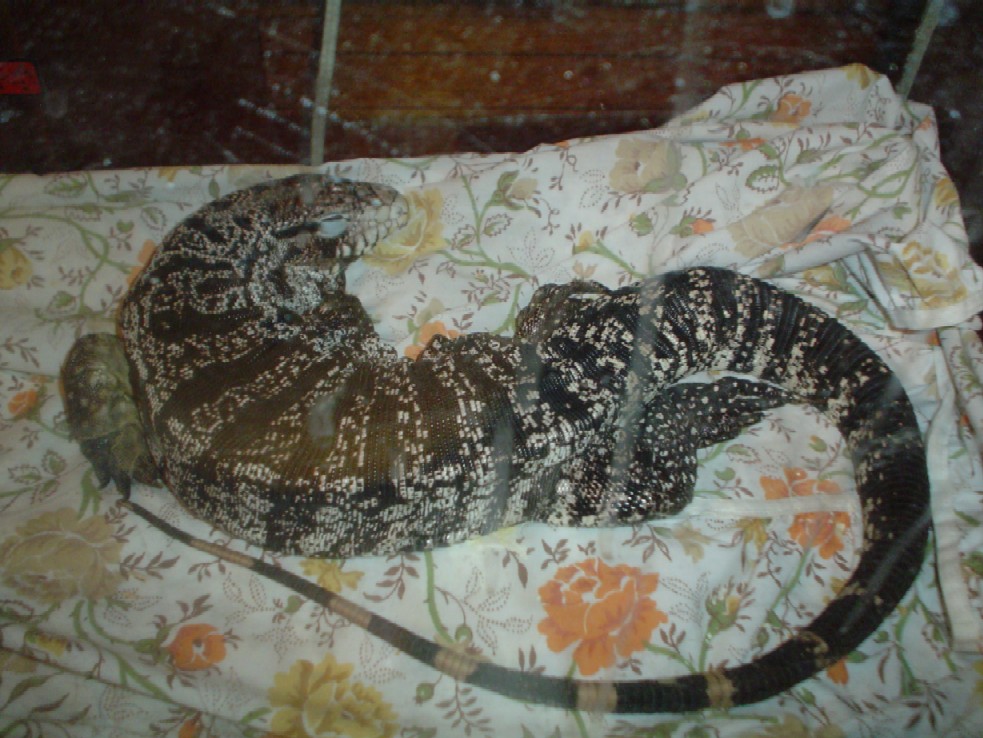 Argentine B&W Tegu