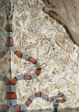 Gray Banded Kingsnake