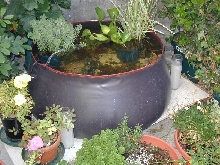my pond