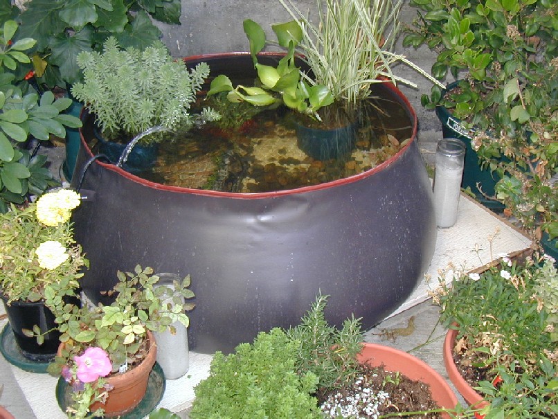 my pond