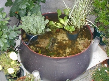 my pond