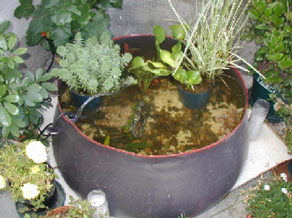 my pond