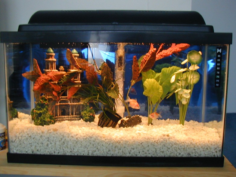 my first aquarium