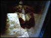 dragon sleeping