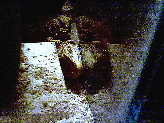 dragon sleeping