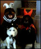 happy halloween