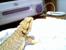 flamin monty
