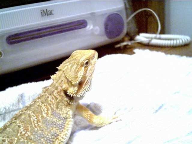flamin monty