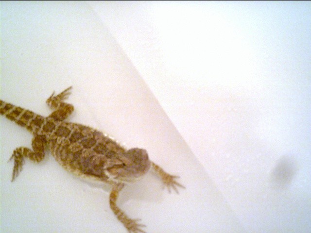 victoria's bath
