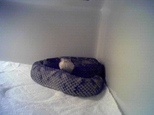 BOTHROPS CARIBBEAUS