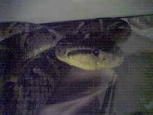 BOTHROPS CARIBBEAUS