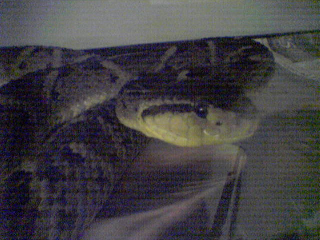 BOTHROPS CARIBBEAUS