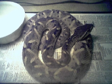 BOTHROPS CARIBBEAUS