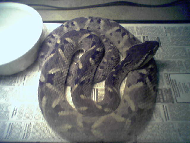 BOTHROPS CARIBBEAUS