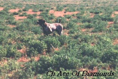 CH Bogan's Ace Of Diamonds