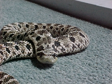 spike-pic 2