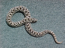 Mexican Hognose/Male1
