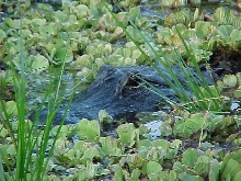 alligator pic 1