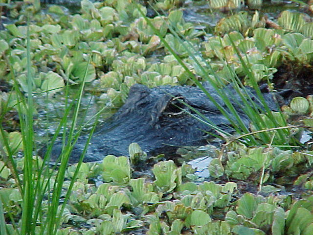 alligator pic 1